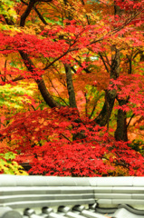 土塀と紅葉　１