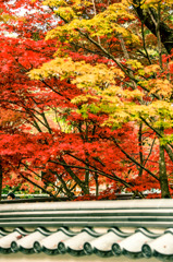 土塀と紅葉　２