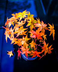秋彩紅葉盆栽　１