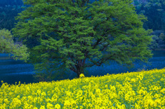 菜の花・春景