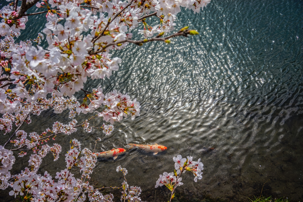 桜下遊泳