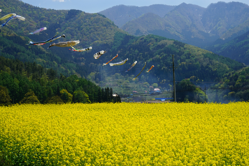 五月の風に泳ぐ