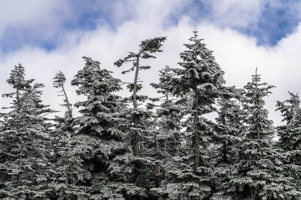 冬来　横手山２