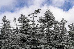 冬来　横手山２