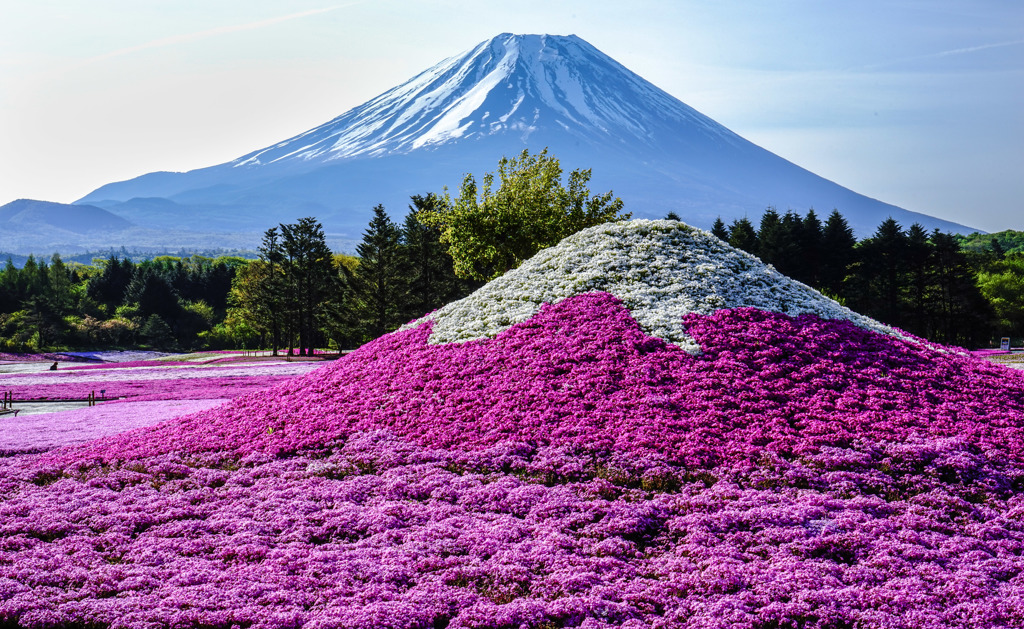 富士と桜富士