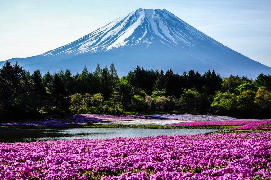 富士山と芝桜　１