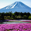 富士山と芝桜　１