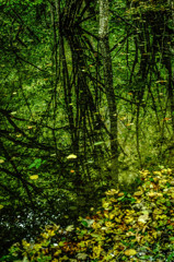 静寂・・・心呼吸