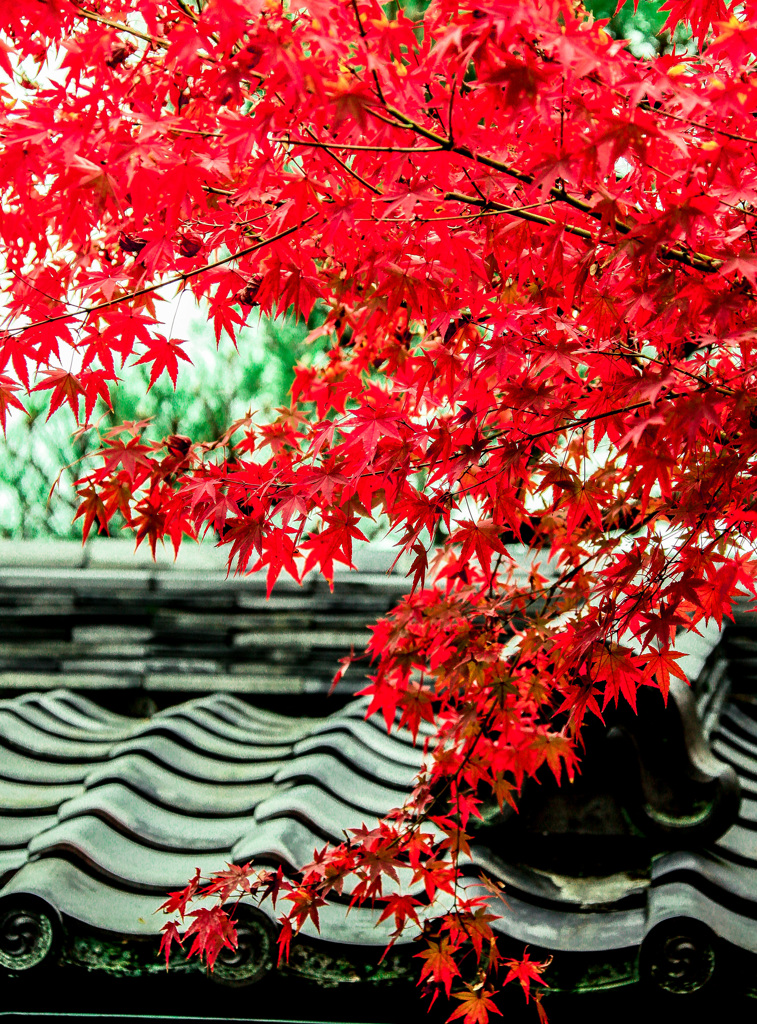 軒先の紅葉