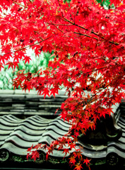 軒先の紅葉