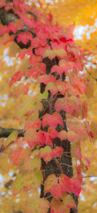 秋色　染まる