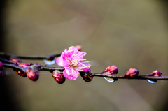 梅雨　２