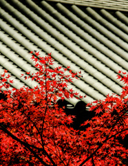 甍に紅葉