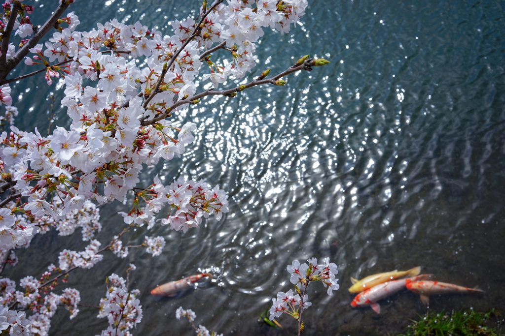 桜に鯉してる