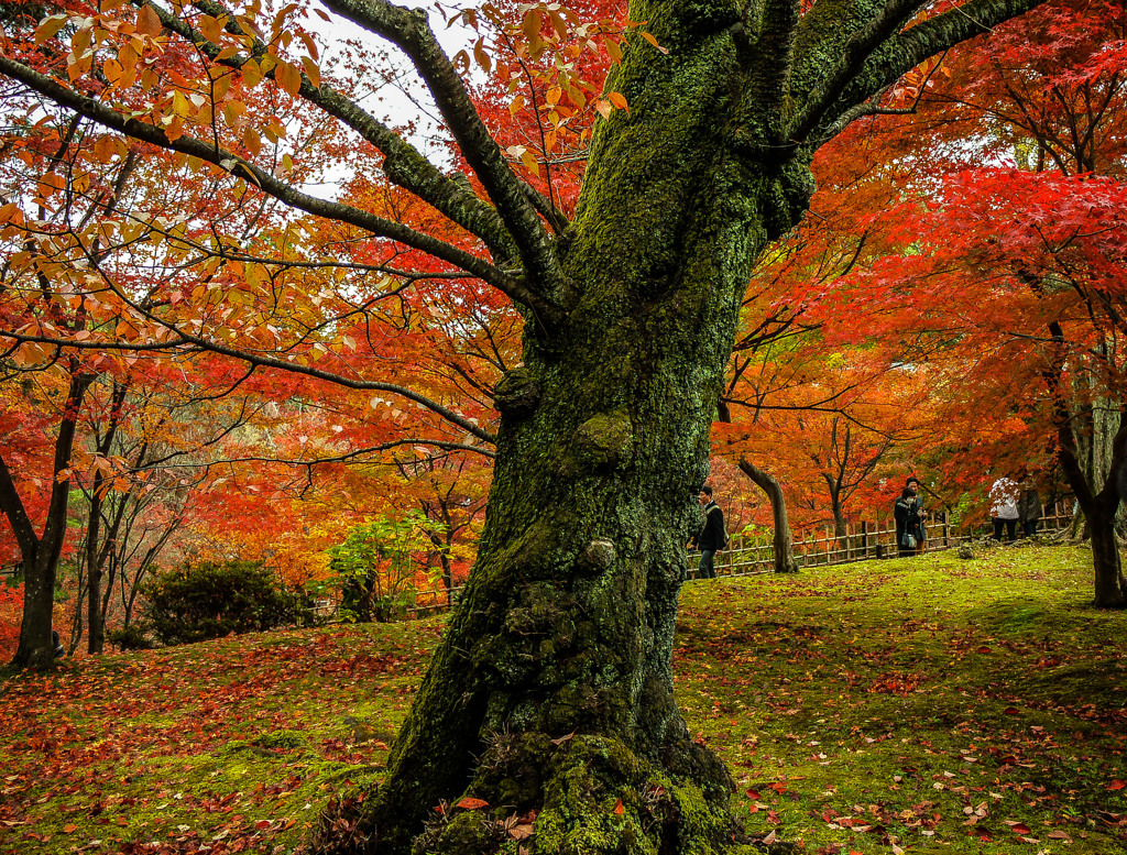 古木を彩る紅葉