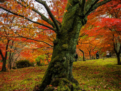 古木を彩る紅葉