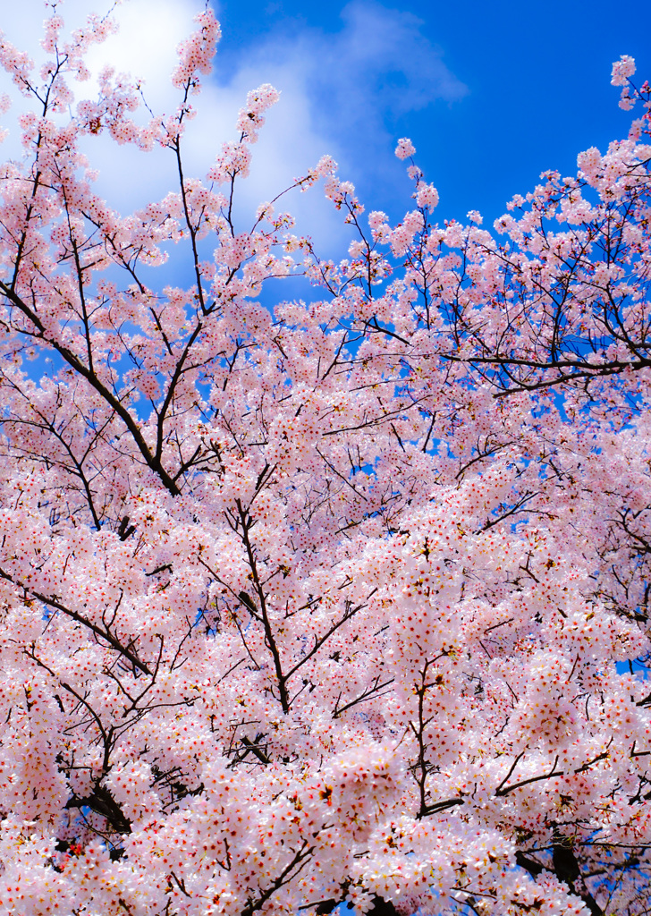 同枝の桜　縁いつまでも