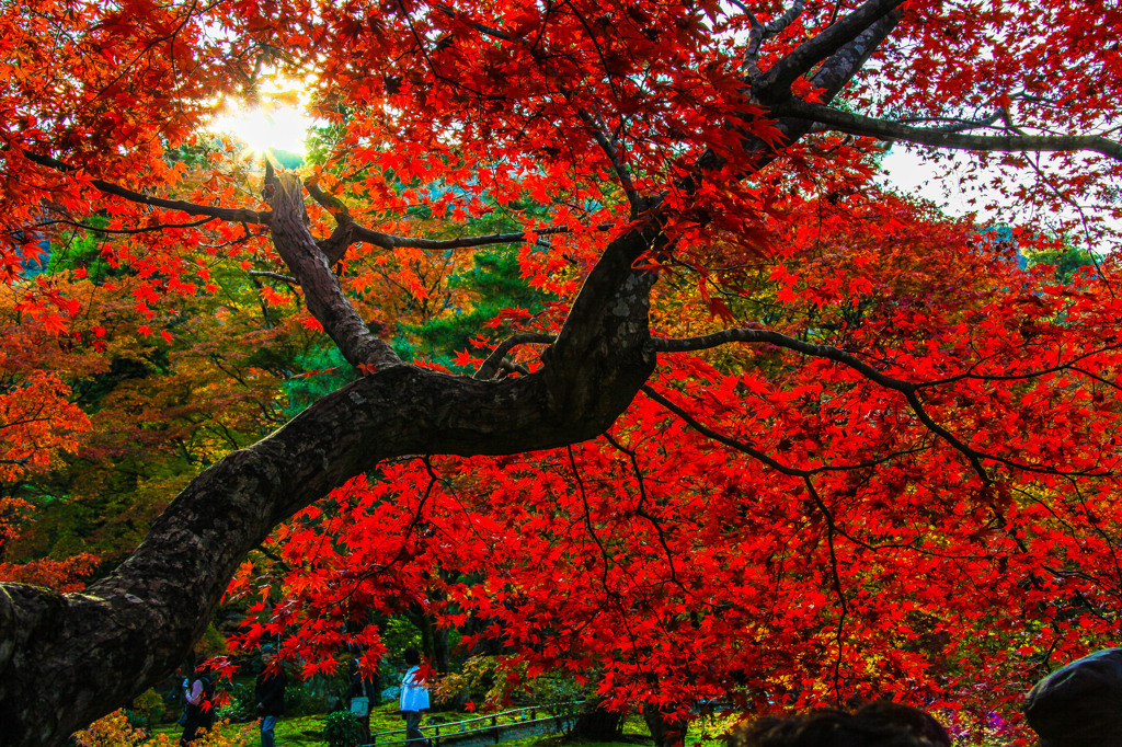 夕映え紅葉