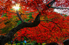 夕映え紅葉