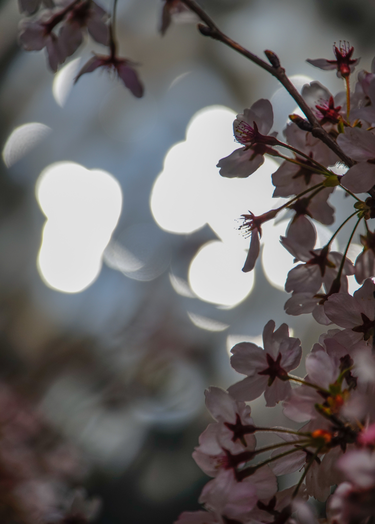 いつかの桜