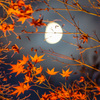 晩秋の月光