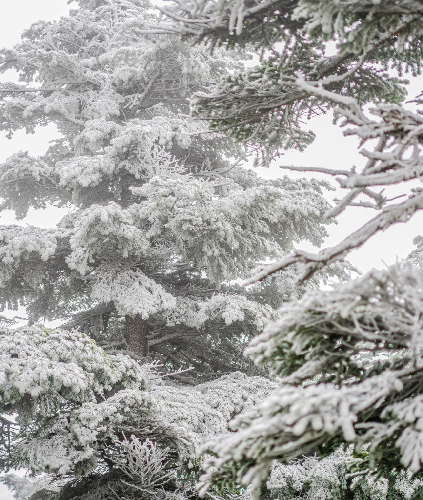 冬来　横手山３