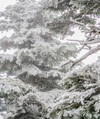 冬来　横手山３