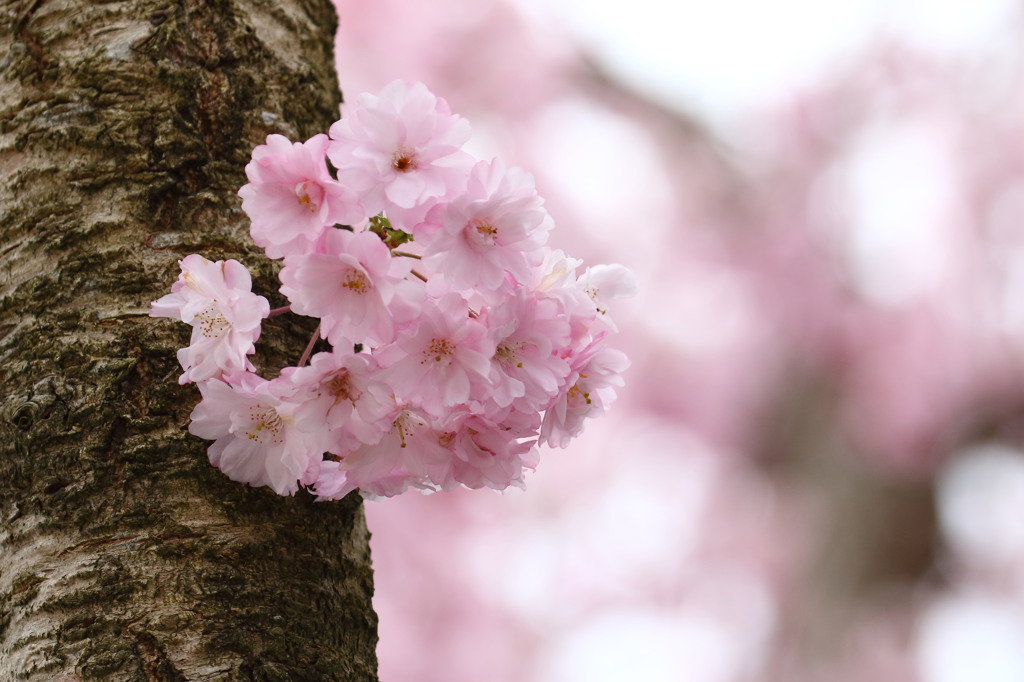 枝垂れ桜