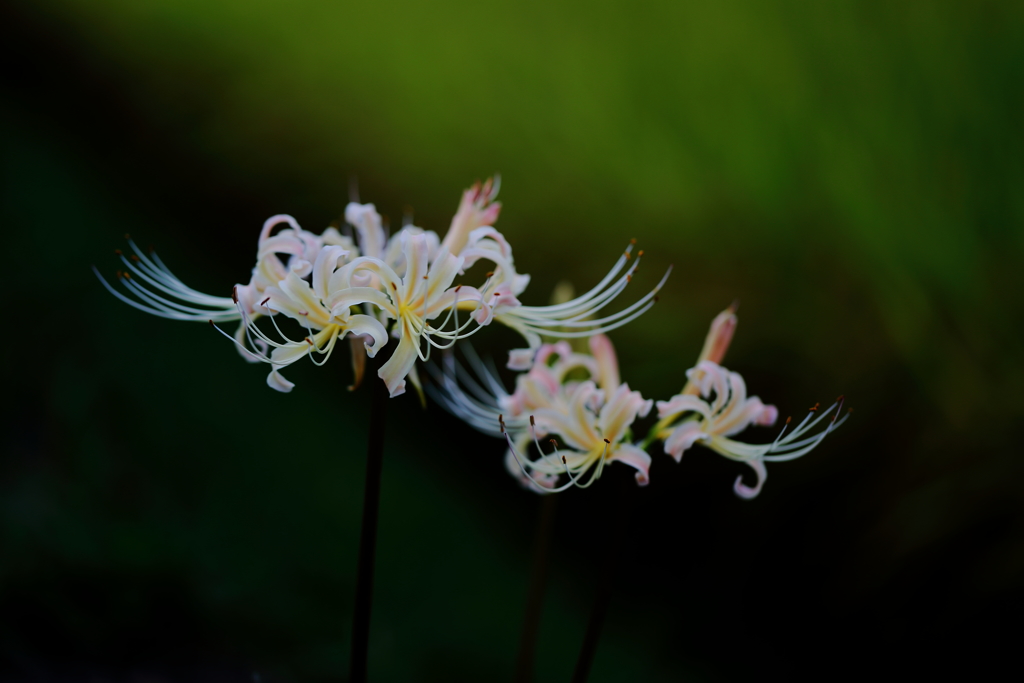 曼珠沙華