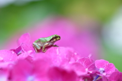 ピンクの紫陽花と（チビガエル 12）