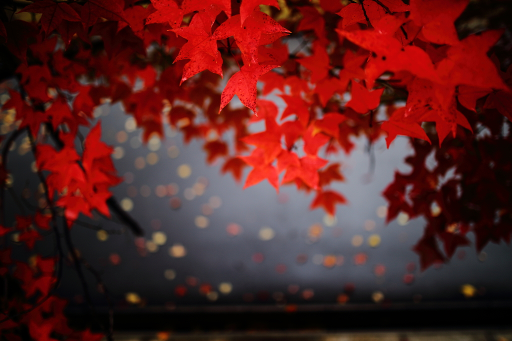 紅葉