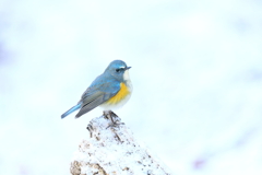 雪ルリ 7
