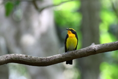 黄色いペンギン？