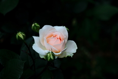 薔薇