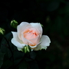 薔薇