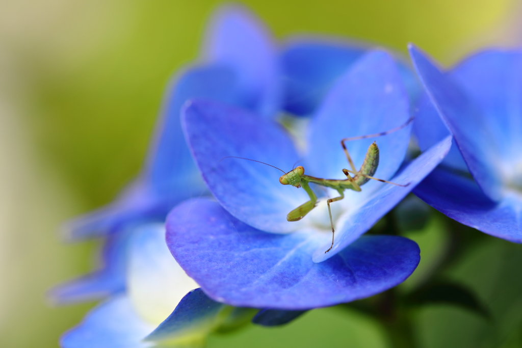 紫陽花の上で