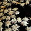 紅葉狩り後のお楽しみ