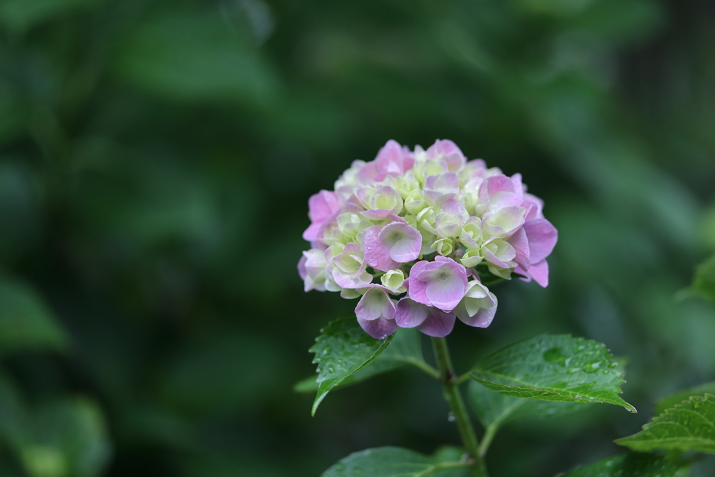 紫陽花 1