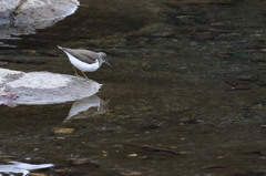 今日のお客様。