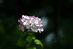 紫陽花