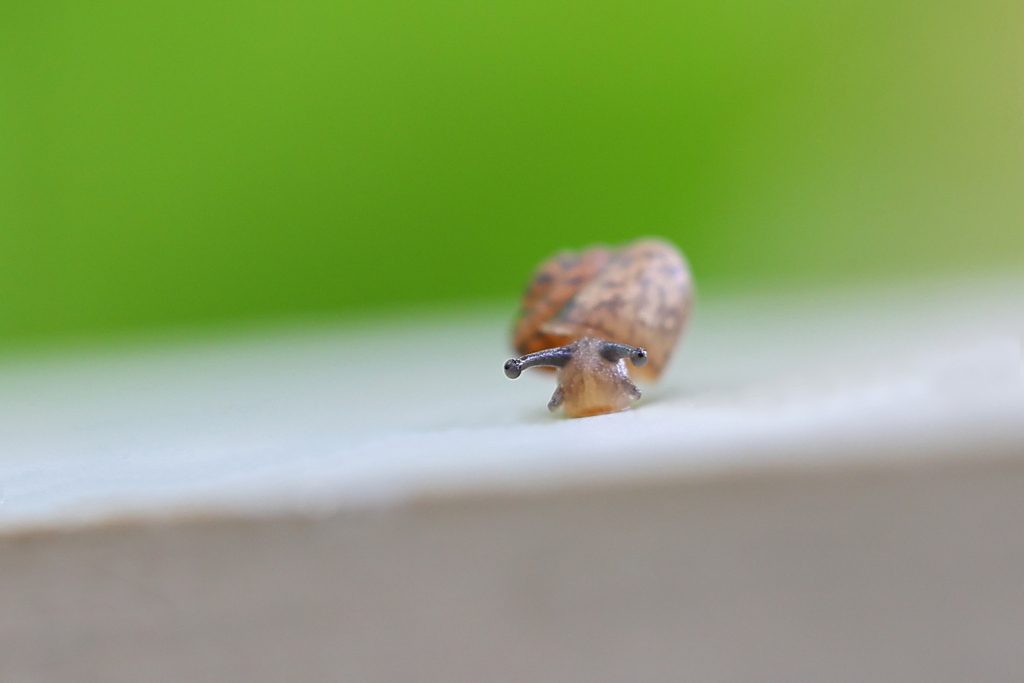 でんでん虫