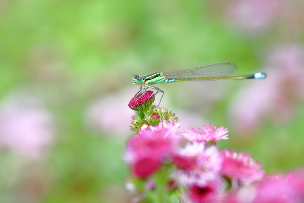 お花畑にて