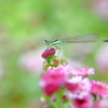 お花畑にて