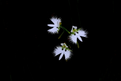 さぎ草 3