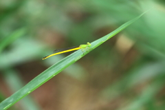 キイト君 2