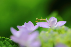 紫陽花とチビカマ