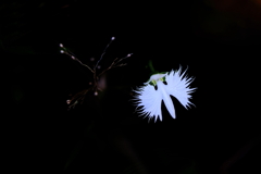 さぎ草 5