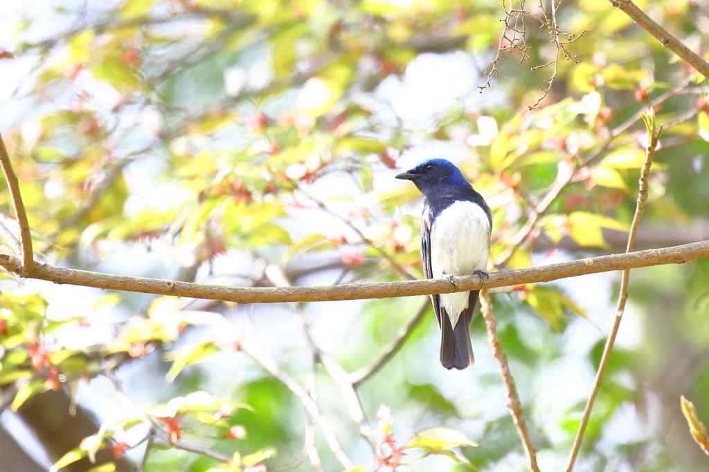 青い鳥 2