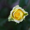 薔薇