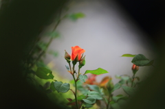 薔薇の季節